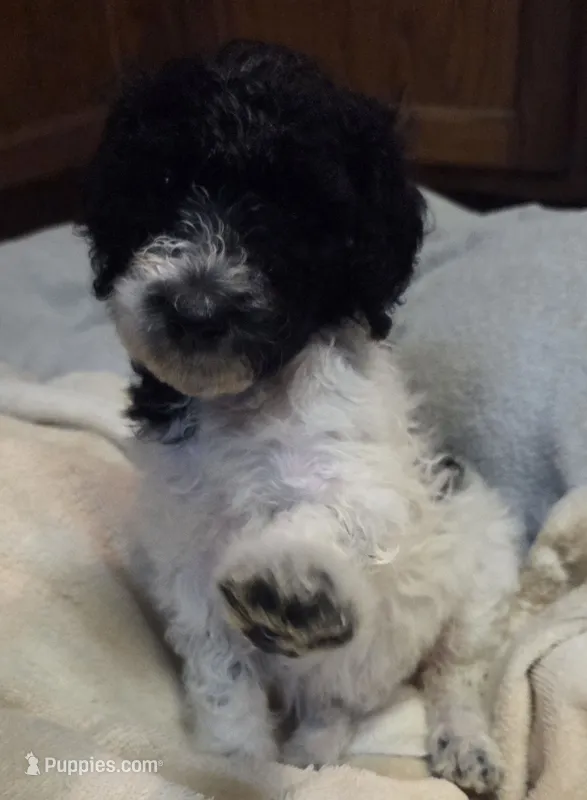 Black Parti girl – Poodle - Standard  puppy for sale in Clover, SC