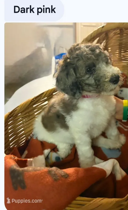 Chocolate parti female – Poodle - Standard  puppy for sale in Clover, SC