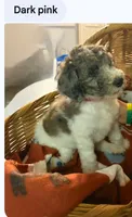 Chocolate parti female, a female Poodle - Standard  for sale in Clover, SC – 1 of 3