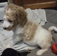 Dark green boy, a male Poodle - Standard  for sale in Clover, SC – 2 of 3