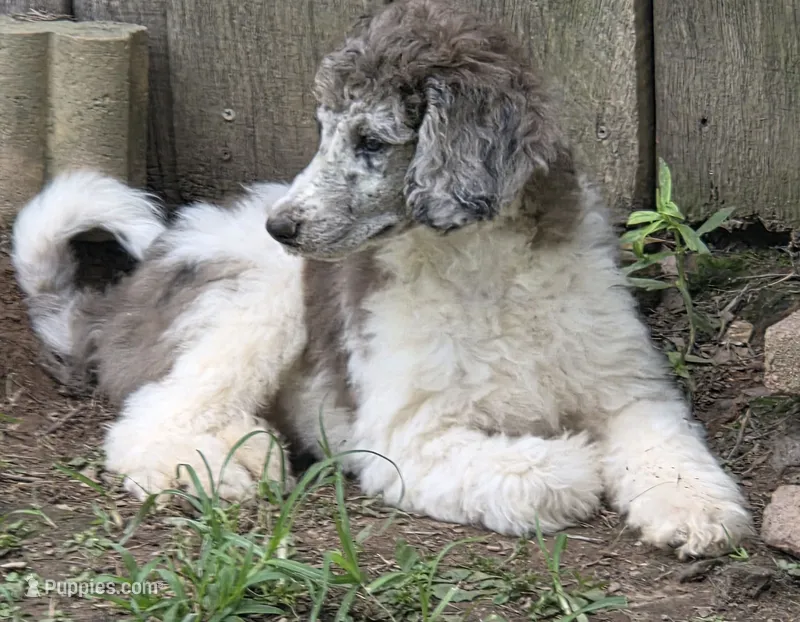 White/silver – Poodle - Standard  puppy for sale in Clover, SC