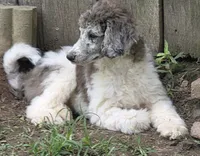 White/silver, a female Poodle - Standard  for sale in Clover, SC – 1 of 2