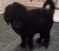 Black with white girl, a female Poodle - Standard  for sale in Clover, SC – 2 of 3