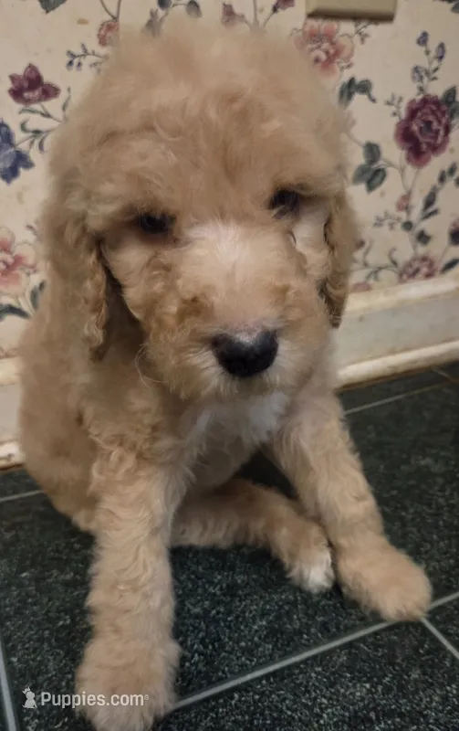 Black collar boy – Poodle - Standard  puppy for sale in Clover, SC