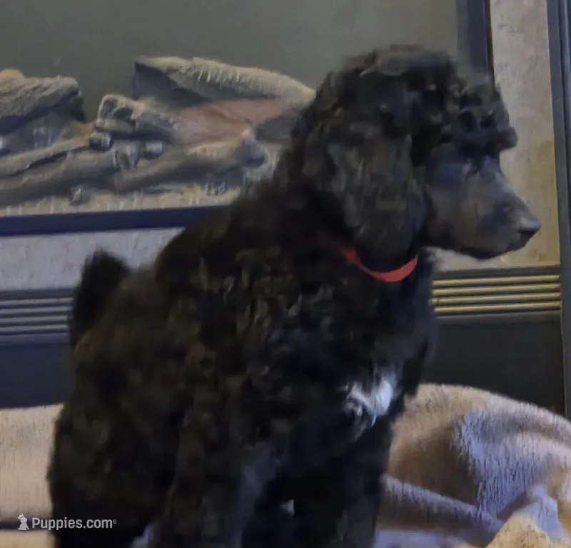 Black with white markings on chest.. girl – Poodle - Standard  puppy for sale in Clover, SC