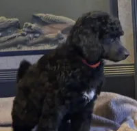 Black with white markings on chest.. girl, a female Poodle - Standard  for sale in Clover, SC – 1 of 3