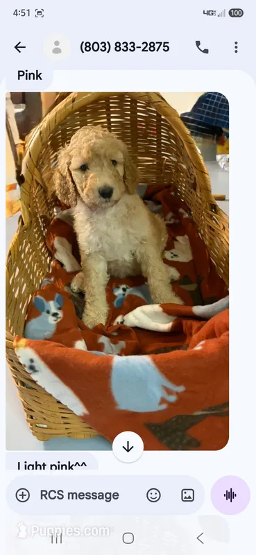 Apricot girl – Poodle - Standard  puppy for sale in Clover, SC