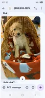 Apricot girl, a female Poodle - Standard  for sale in Clover, SC – 1 of 2