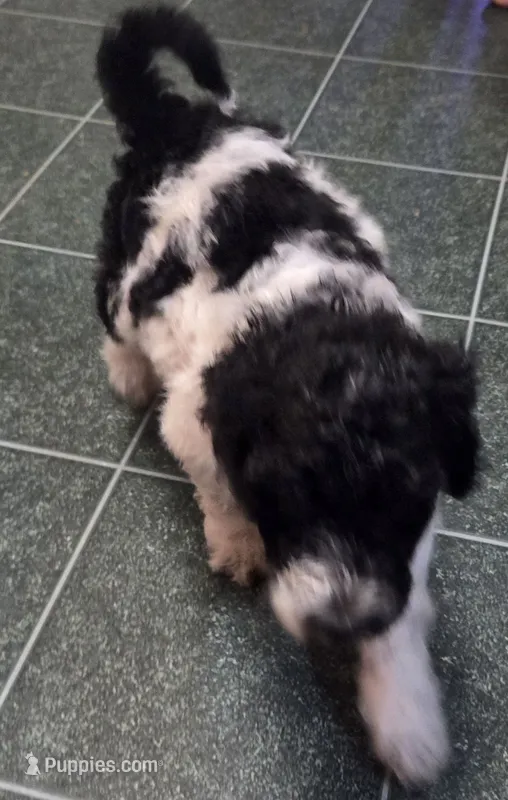 Black Parti girl – Poodle - Standard  puppy for sale in Clover, SC