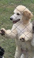 Cream boy, a male Poodle - Standard  for sale in Clover, SC – 4 of 4