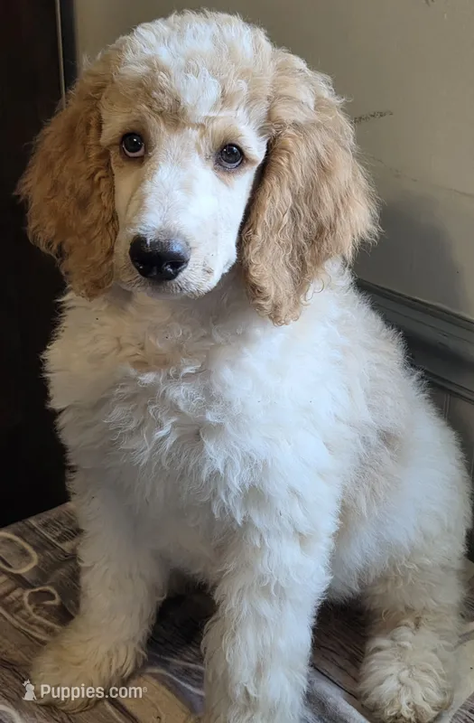 Dark green boy – Poodle - Standard  puppy for sale in Clover, SC