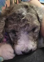 Chocolate parti female, a female Poodle - Standard  for sale in Clover, SC – 3 of 3