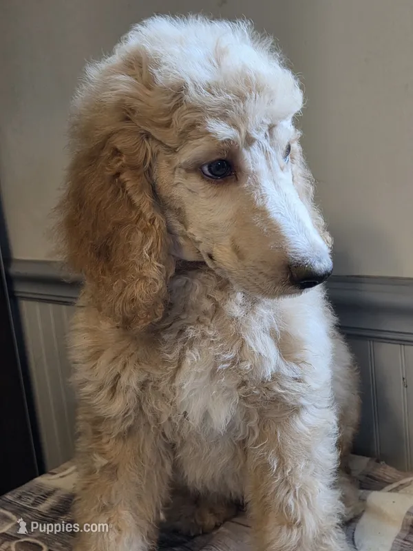 Dark blue boy – Poodle - Standard  puppy for sale in Clover, SC