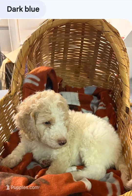 Dark blue boy – Poodle - Standard  puppy for sale in Clover, SC