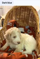 Dark blue boy, a male Poodle - Standard  for sale in Clover, SC – 1 of 2