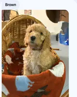 Brown boy, a male Poodle - Standard  for sale in Clover, SC – 1 of 2