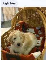 Light blue boy, a male Poodle - Standard  for sale in Clover, SC – 2 of 3