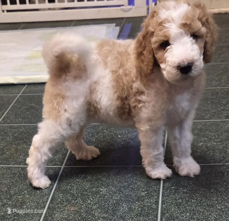 Dark green boy – Poodle - Standard  puppy for sale in Clover, SC