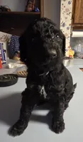 Black with white girl, a female Poodle - Standard  for sale in Clover, SC – 3 of 3