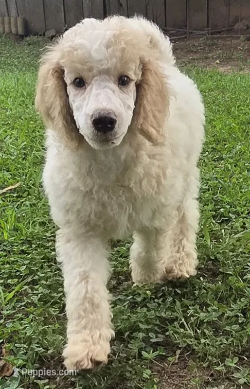 Light blue boy – Poodle - Standard  puppy for sale in Clover, SC