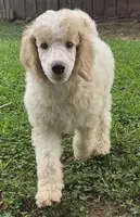 Light blue boy, a male Poodle - Standard  for sale in Clover, SC – 1 of 1