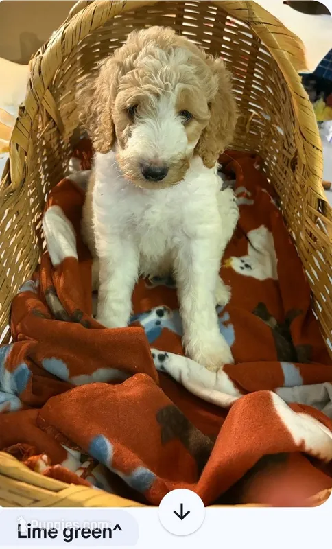 Lime green boy – Poodle - Standard  puppy for sale in Clover, SC