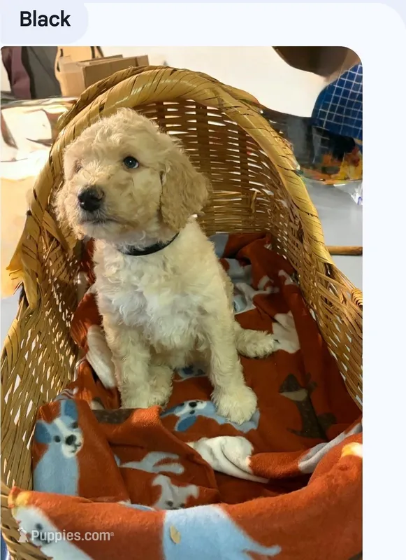 Black collar boy – Poodle - Standard  puppy for sale in Clover, SC