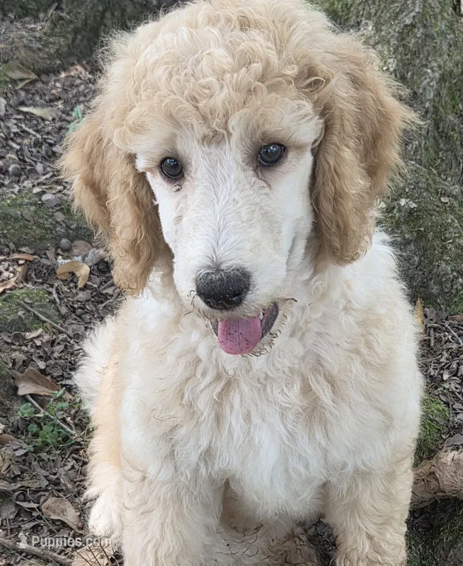 Apricot girl – Poodle - Standard  puppy for sale in Clover, SC