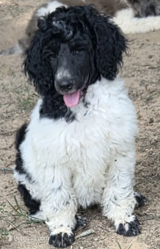 Black Parti girl – Poodle - Standard  puppy for sale in Clover, SC