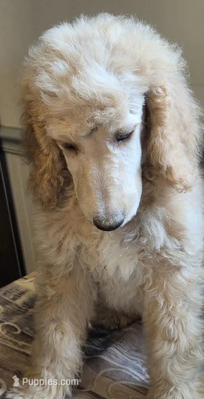 Black collar boy – Poodle - Standard  puppy for sale in Clover, SC
