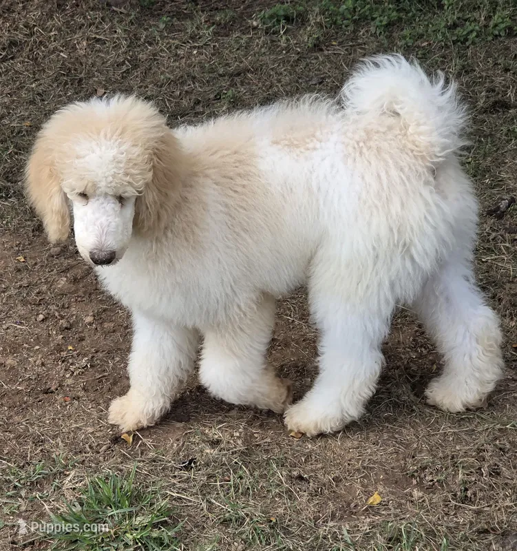 Cream parti boy – Poodle - Standard  puppy for sale in Clover, SC
