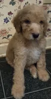 Brown boy, a male Poodle - Standard  for sale in Clover, SC – 2 of 2