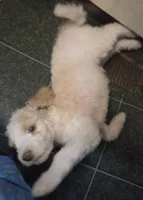 Light blue boy, a male Poodle - Standard  for sale in Clover, SC – 3 of 3