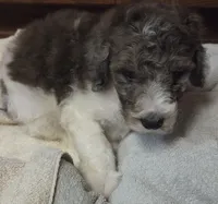 Chocolate parti female, a female Poodle - Standard  for sale in Clover, SC – 2 of 3