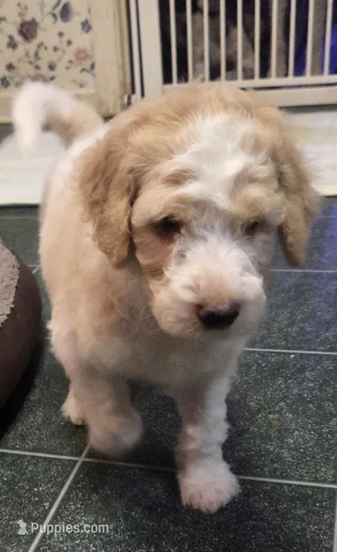 Dark blue boy – Poodle - Standard  puppy for sale in Clover, SC