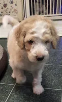 Dark blue boy, a male Poodle - Standard  for sale in Clover, SC – 2 of 2