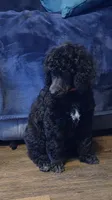 Black with white markings on chest.. girl, a female Poodle - Standard  for sale in Clover, SC – 2 of 3