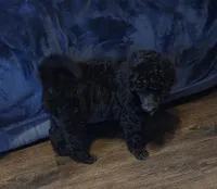 Black with white markings on chest.. girl, a female Poodle - Standard  for sale in Clover, SC – 3 of 3