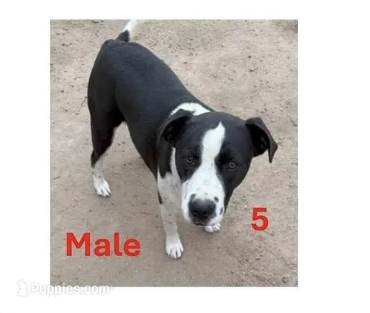 Poppa – American Pit Bull Terrier puppy for sale in Barstow, CA