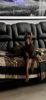 Kai, a male Doberman Pinscher for sale in Nashville, TN – 2 of 2