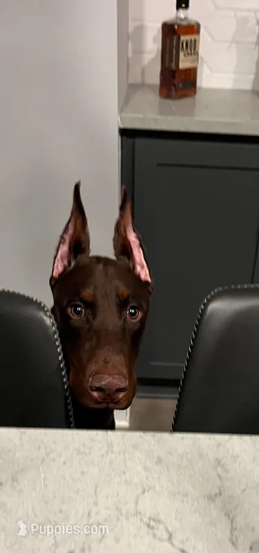 Kai – Doberman Pinscher puppy for sale in Nashville, TN