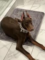 Kai, a male Doberman Pinscher for sale in Nashville, TN – Photo 6 of 10