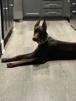 Kai, a male Doberman Pinscher for sale in Nashville, TN – Photo 5 of 10