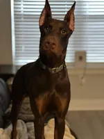 Kai, a male Doberman Pinscher for sale in Nashville, TN – Photo 10 of 10