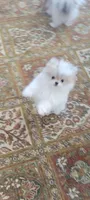 Neo, a male Pomeranian for sale in South Sioux City, NE – 3 of 4