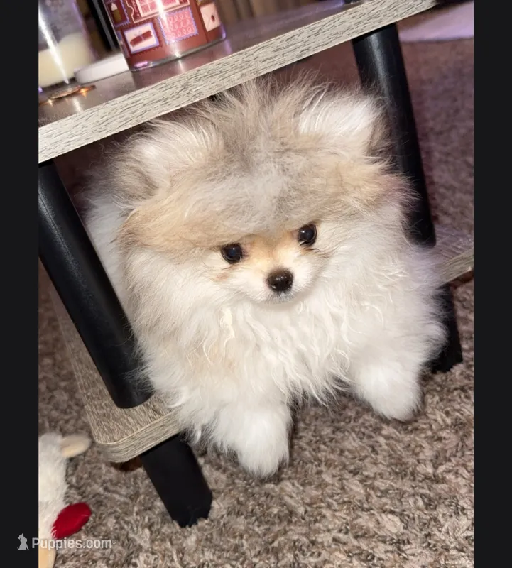 Neo – Pomeranian puppy for sale in South Sioux City, NE