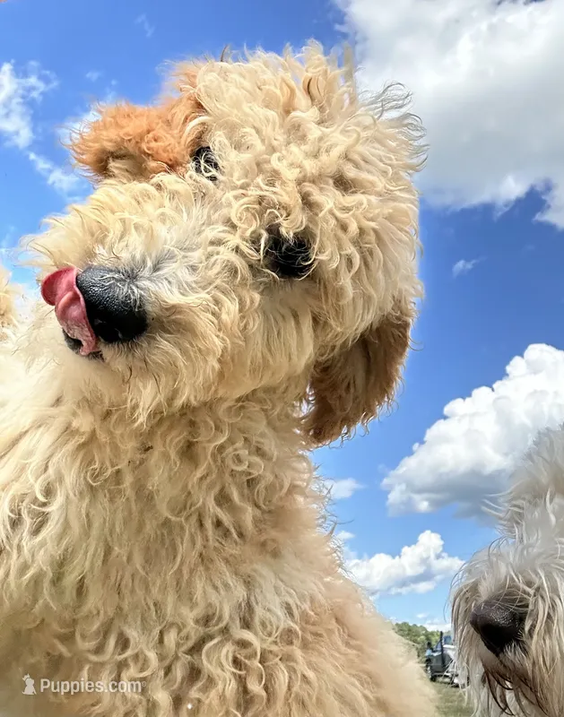Callie – Goldendoodle puppy for sale in Pamplico, SC