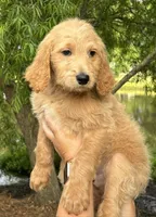 Charlie, a male Goldendoodle for sale in Pamplico, SC – 1 of 1
