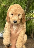 Chase, a male Goldendoodle for sale in Pamplico, SC – 2 of 2