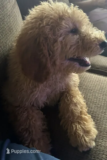 Chase – Goldendoodle puppy for sale in Pamplico, SC